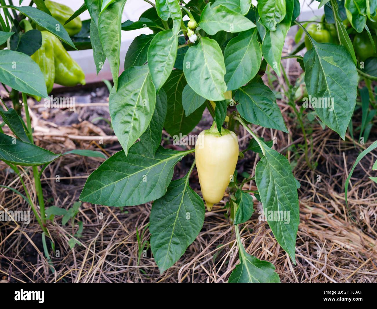 A bell peppers growing in a greenhouse Stock Photo Alamy