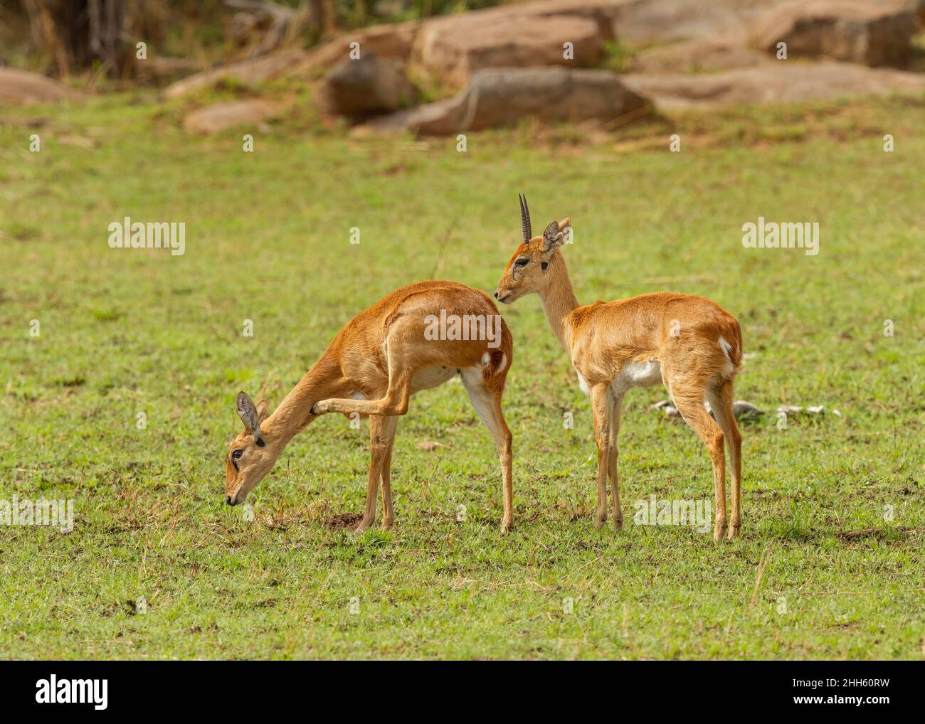 Two Oribis (Ourebia ourebi) antelope, Serengeti National Park, Tanzania, Africa. Stock Photo