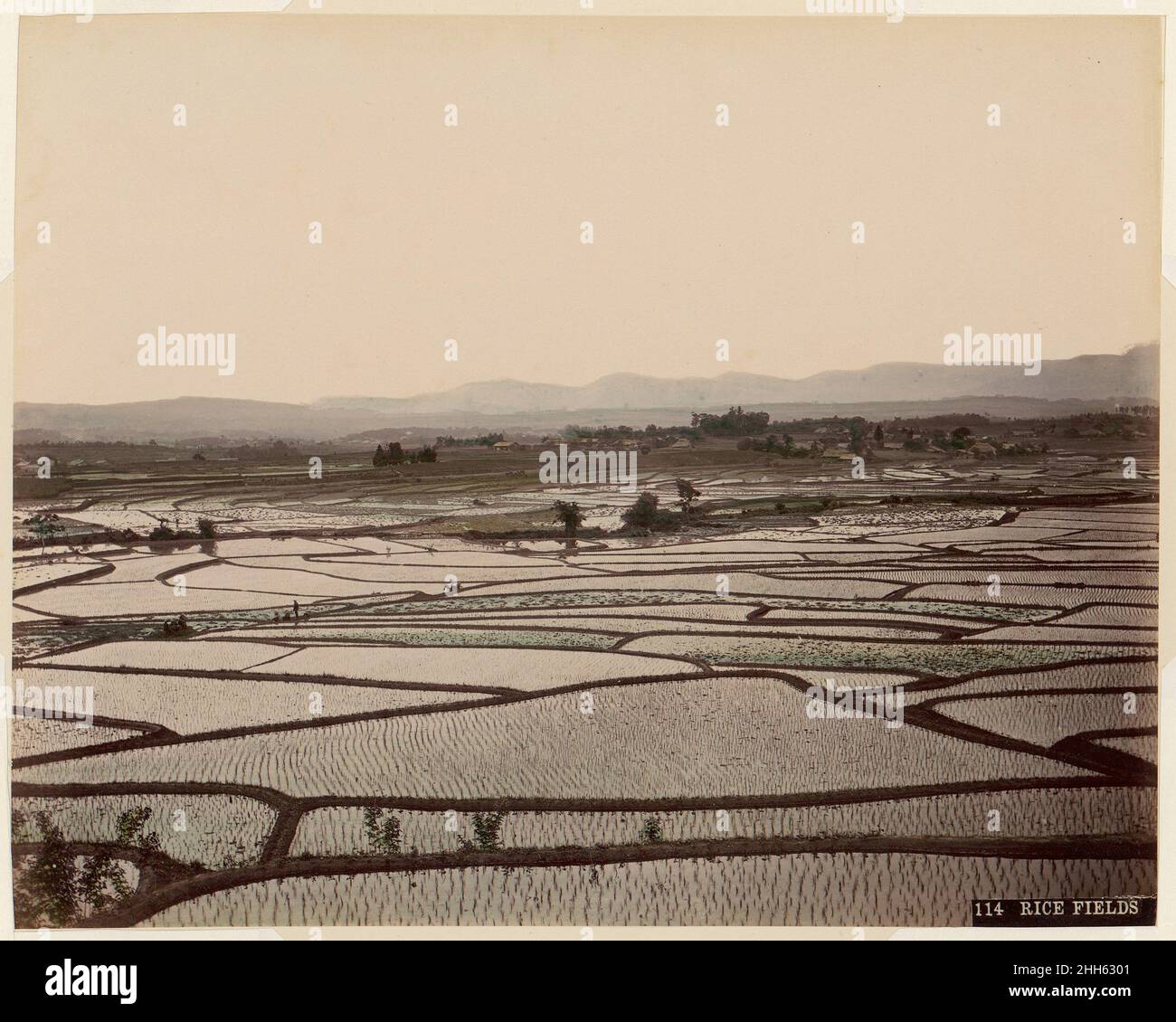 Rice Fields 1870s–80s Unknown. Rice Fields. Unknown. 1870s–80s. Albumen ...