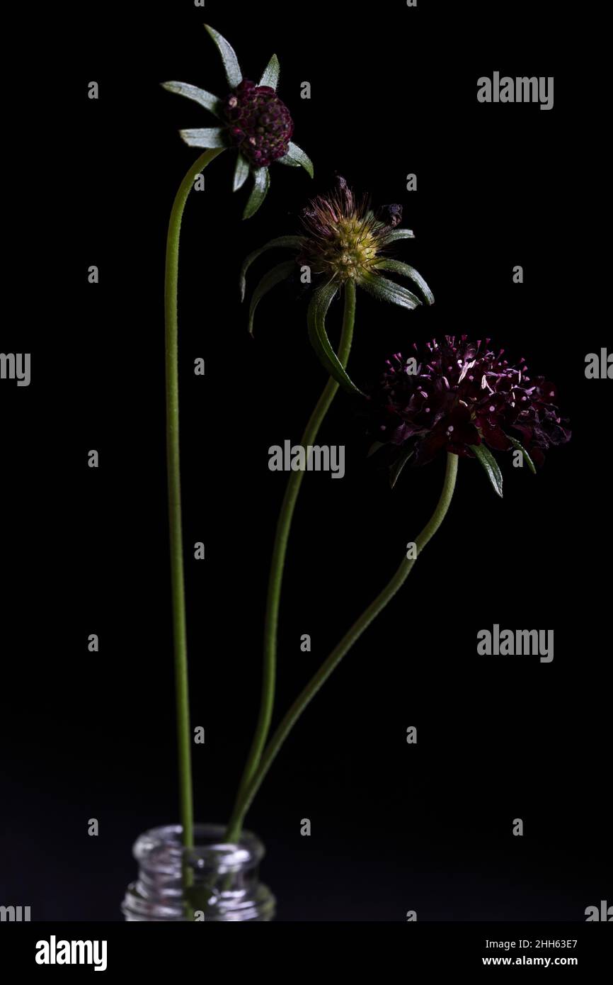 Studio shot of Black Knight pincushion flowers (Scabiosa atropurpurea