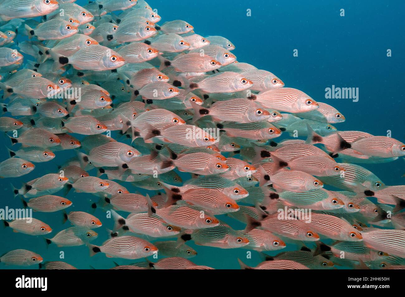 School of orange and white striped fish swimming undersea Stock Photo