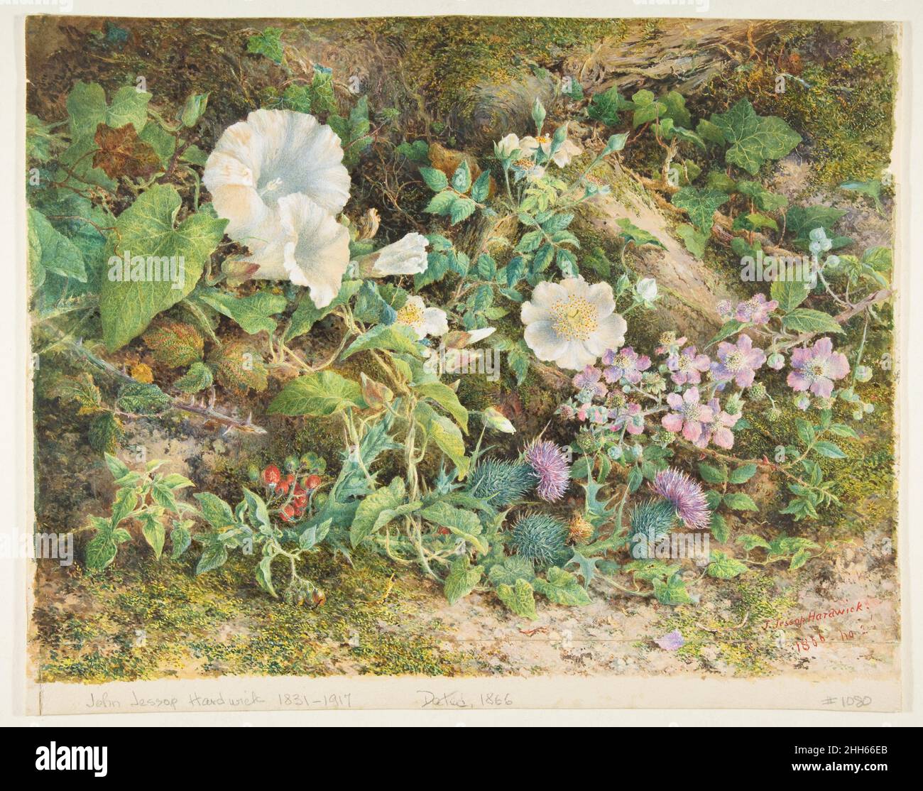 Flower Study 1866 John Jessop Hardwick British Petunias, wild roses, thistles and red berries are here displayed as though growing amongst moss and fallen logs. Close focus and careful delineation demonstrate the influence of William Henry Hunt (British, 1790–1864), who had been elected to the Old Watercolour Society in 1826 and specialized in rustic subjects and still-lives, developing a technique that involved building up dense layers of color over a ground of white gouache to create luminosity. Hartwick uses that manner here to fine effect. As a student, he won a watercolor prize at Somerse Stock Photo