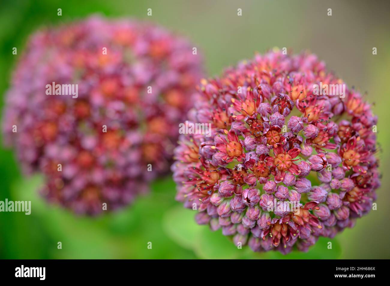 Pink Rhodiola Flower at Vanoise National Park, France Stock Photo