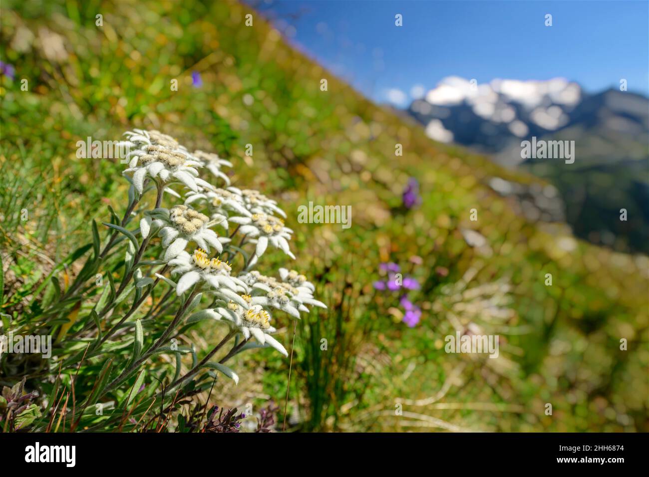 Edelweiss white flowers in field on sunny day, Vanoise National Park, France Stock Photo