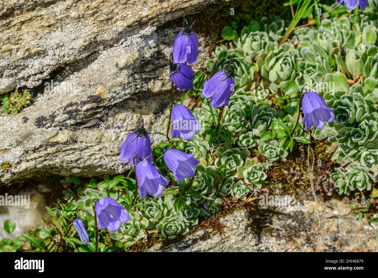 Purple Common Bluebells flowers on sunny day, Vanoise National Park, France Stock Photo