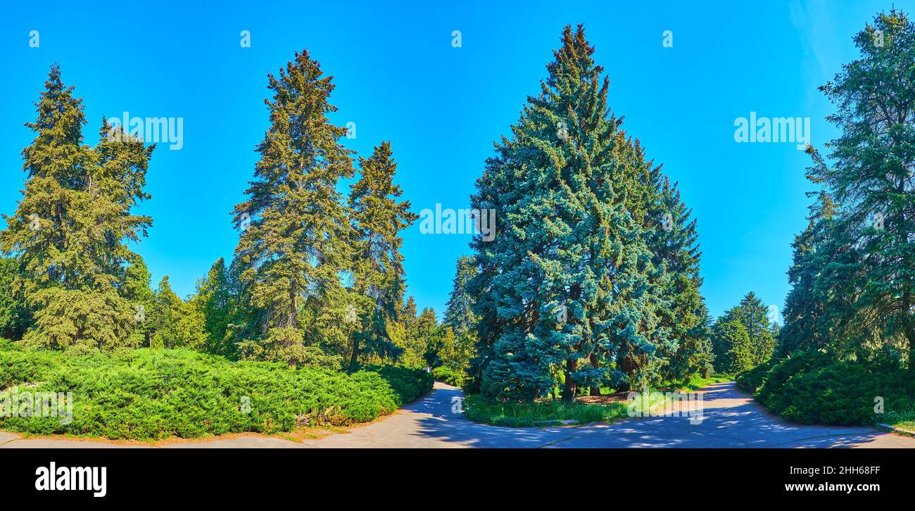 Panorama of the coniferous park with different species, such as tall blue spruces, thuja trees, juniper shrubs, Kyiv Botanical Garden, Ukraine Stock Photo