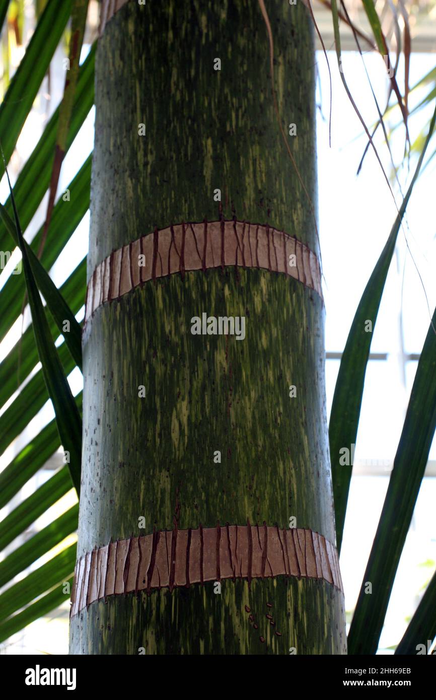Close up of the green and yellow trunk of a Flame Thrower Palm Tree, Chambeyronia macrocarpa Stock Photo