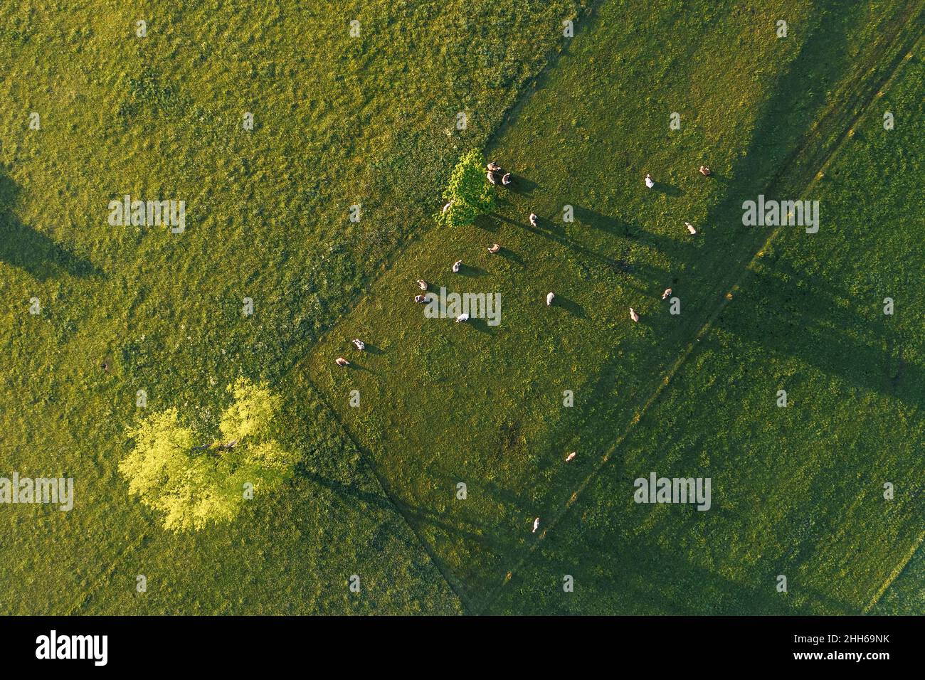 Aerial view of cattle grazing in green pasture Stock Photo