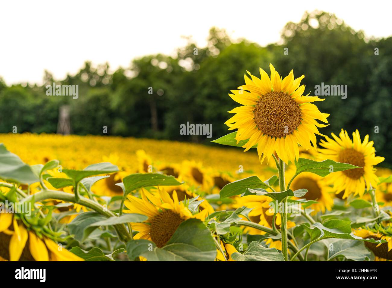 Sunflowers, field of sunflower in bloom sunflower field Stock Photo - Alamy