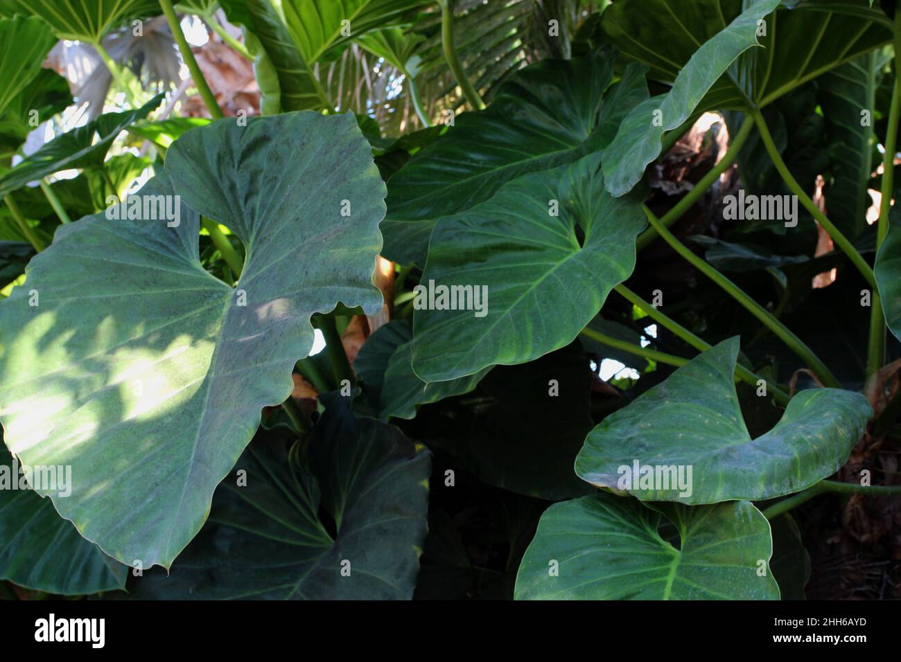 A huge, sprawing Philodendron plant growing in a garden in Rockford
