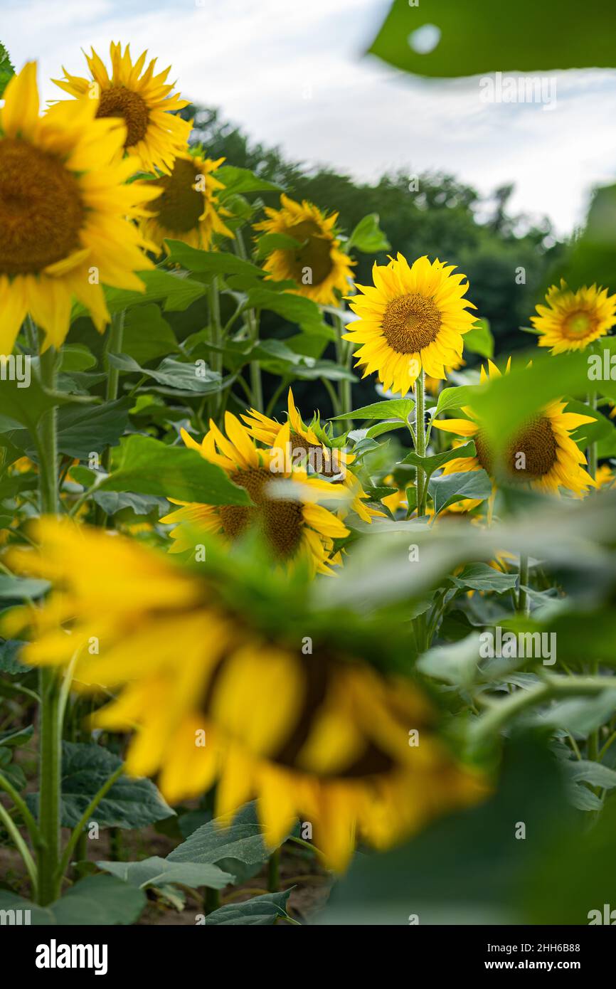 Sunflowers, field of sunflower in bloom sunflower field Stock Photo - Alamy