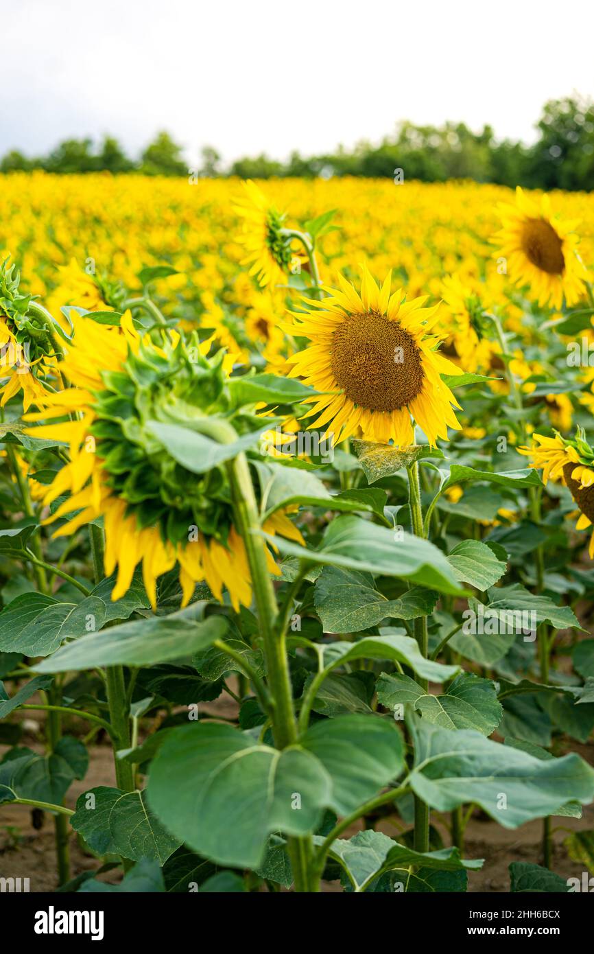 Sunflowers, field of sunflower in bloom sunflower field Stock Photo - Alamy