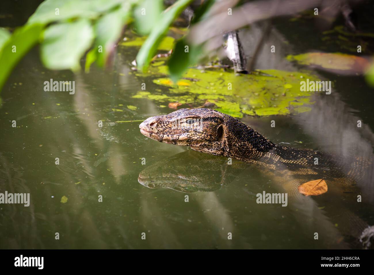 Large asian water monitor live habitat where is water ,lake and river. Focus on the varanus eye. Outdoor. Stock Photo