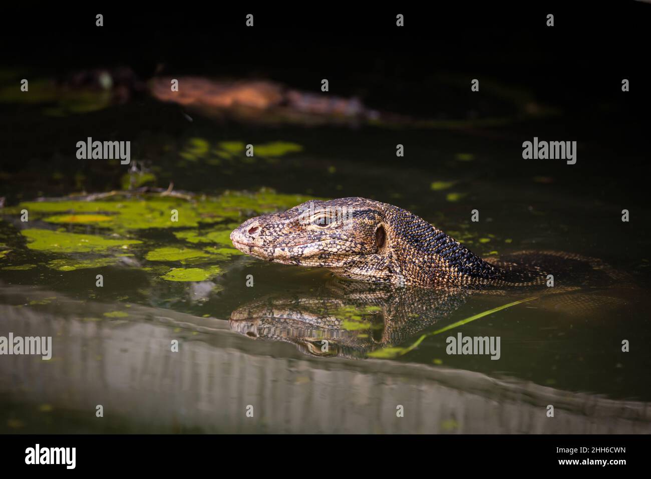 Large asian water monitor live habitat where is water ,lake and river. Focus on the varanus eye. Outdoor. Stock Photo