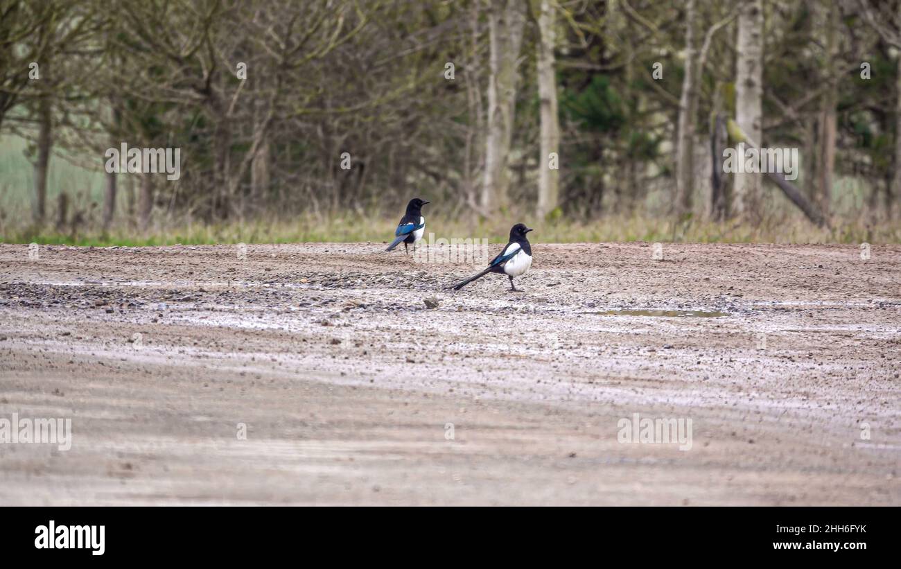 two magpies (Pica pica) taking a bath at a puddle bathing stop Stock Photo