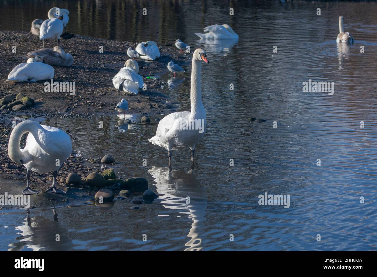 Group of mute swans at a lake Stock Photo