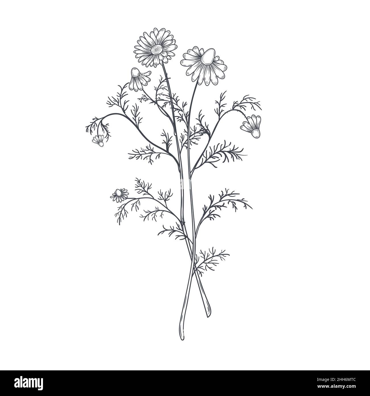 Ink chamomile herbal illustration. Hand drawn botanical sketch style. Stock Vector