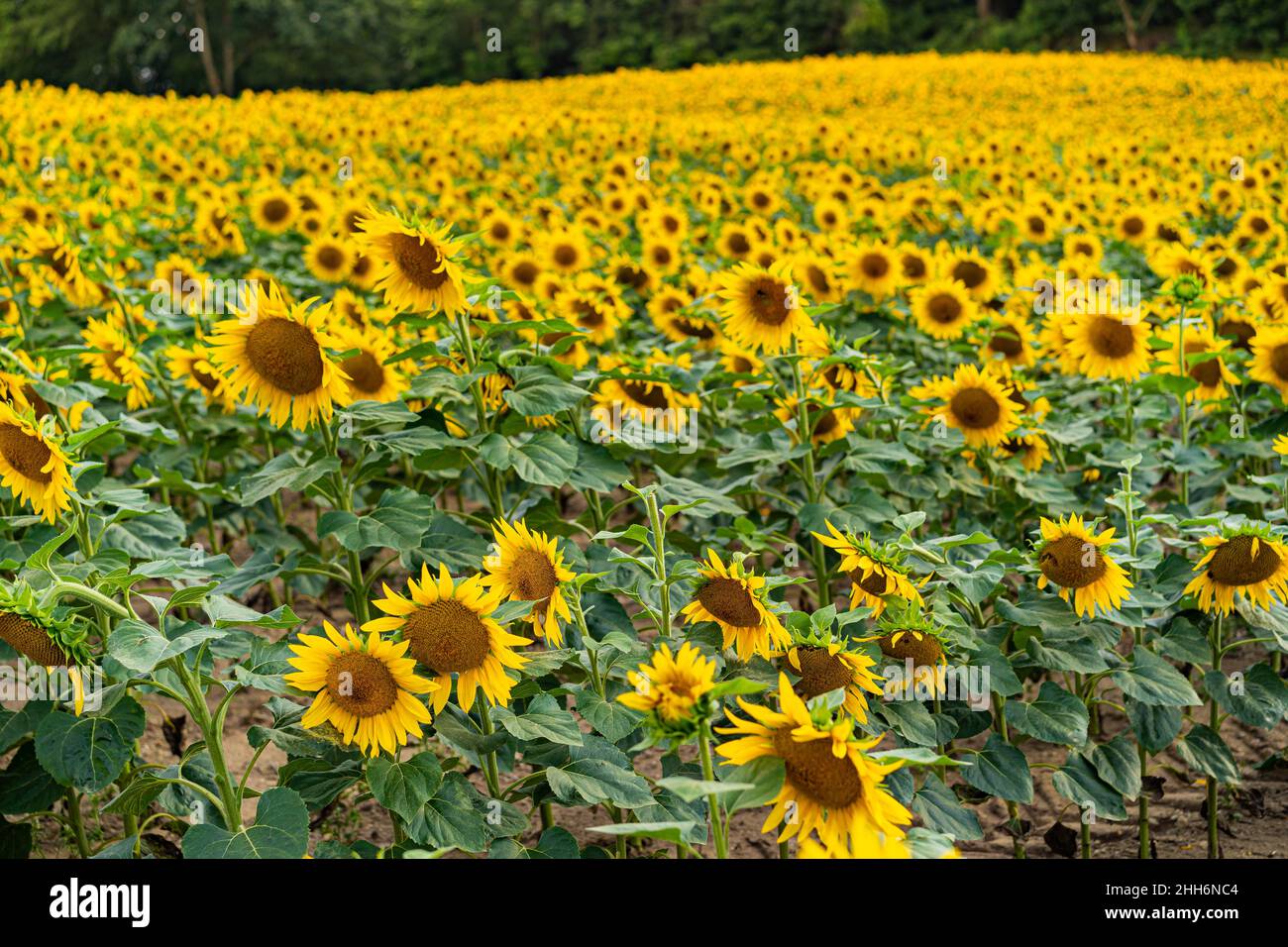 Sunflowers, field of sunflower in bloom sunflower field Stock Photo - Alamy