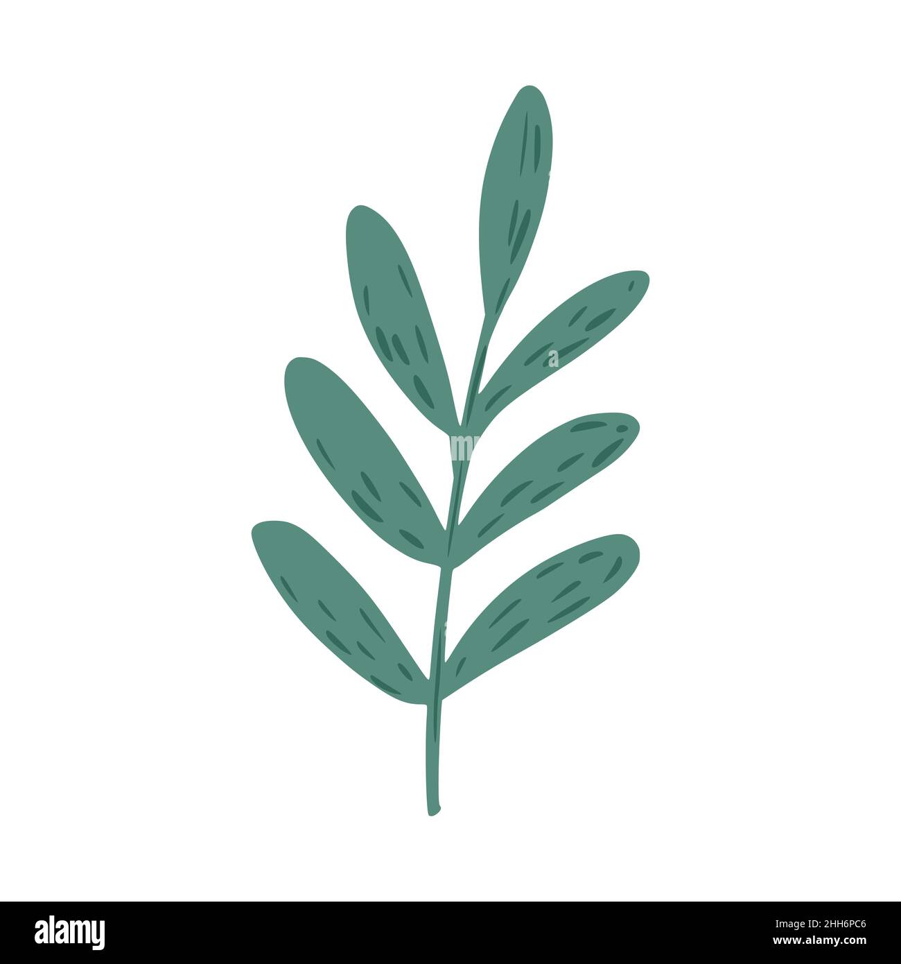 Green twig with small leaves isolated on white background. Botanical ...