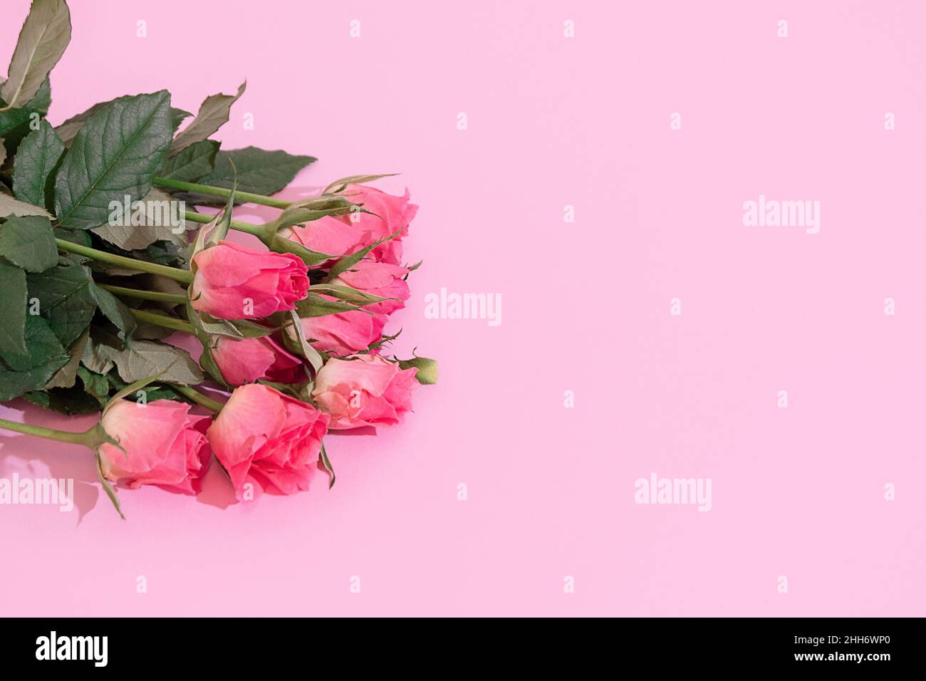 Fresh pink roses on pastel pink background with copy space, mockup Stock Photo