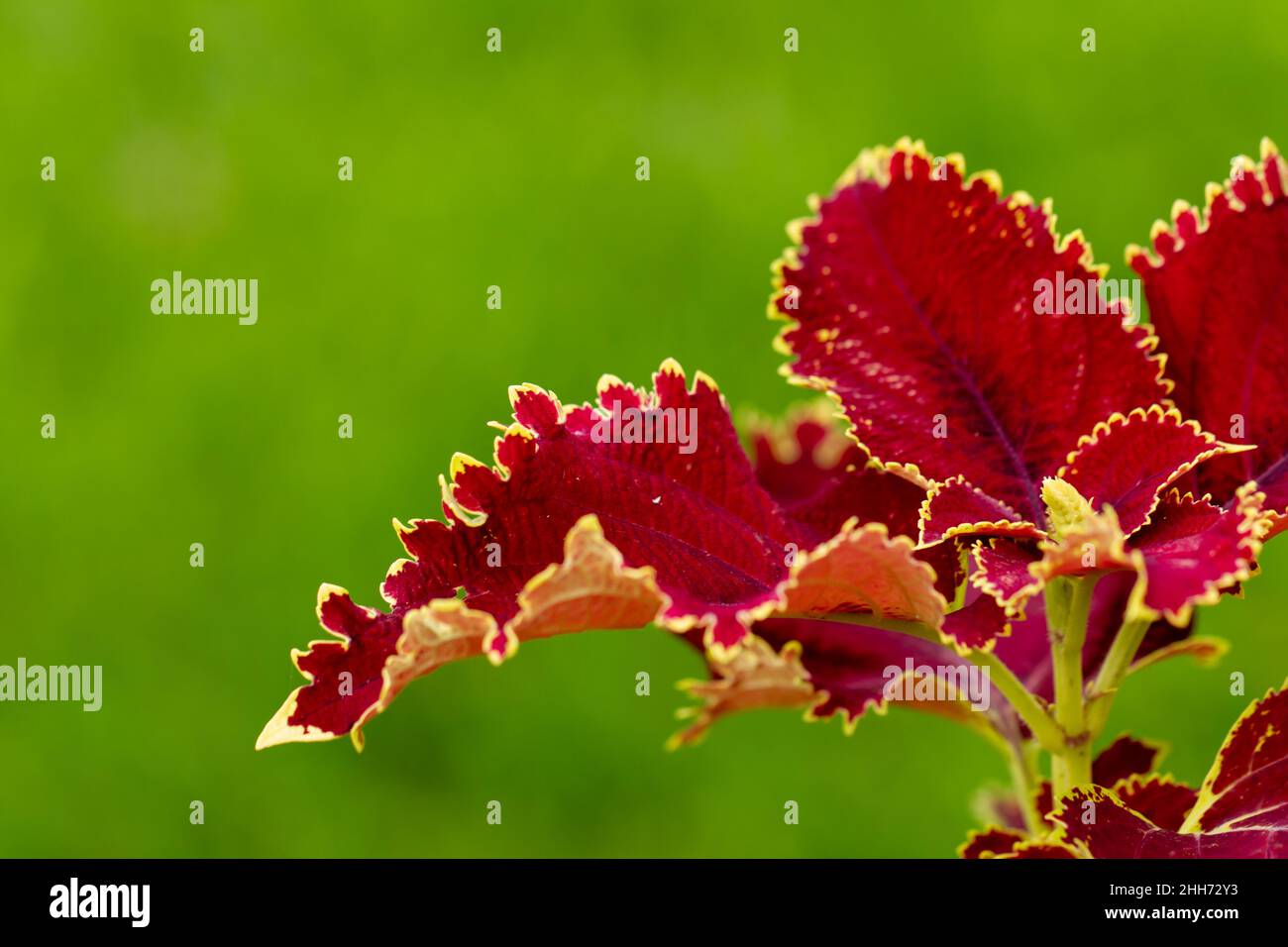 Amaranthus tricolor, known as edible amaranth, is a species of flowering plant in the genus Amaranthus, part of the family Amaranthaceae Stock Photo