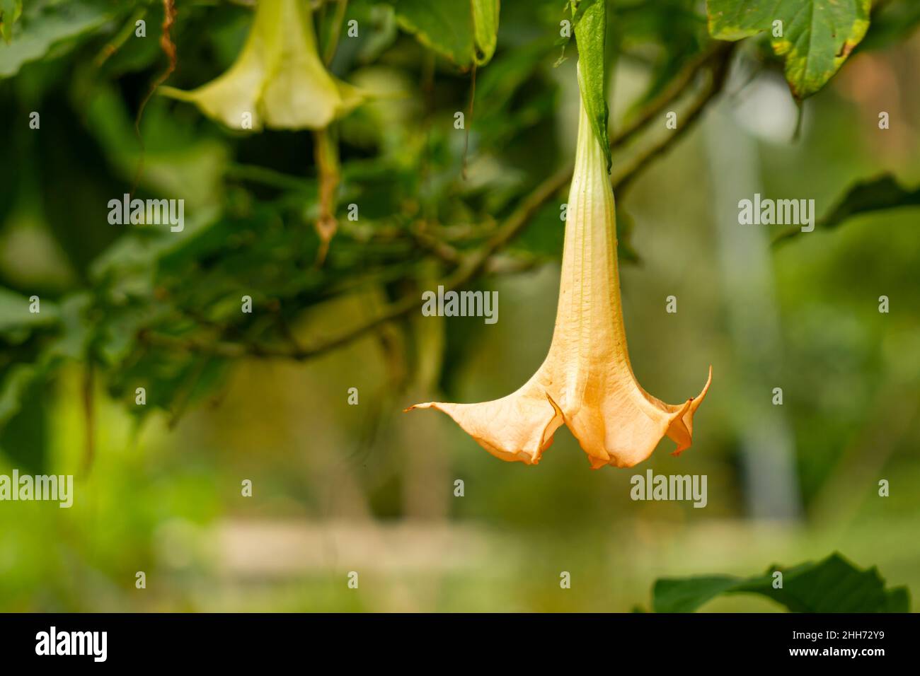 The flowers of the amethyst plant are trumpet-shaped, pale yellow in color. Amethyst (Datura metel) is a flowering plant belonging to the Solanaceae t Stock Photo