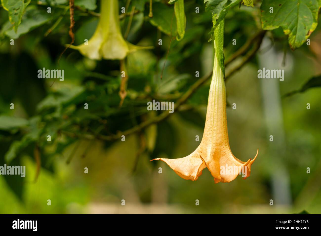 The flowers of the amethyst plant are trumpet-shaped, pale yellow in color. Amethyst (Datura metel) is a flowering plant belonging to the Solanaceae t Stock Photo
