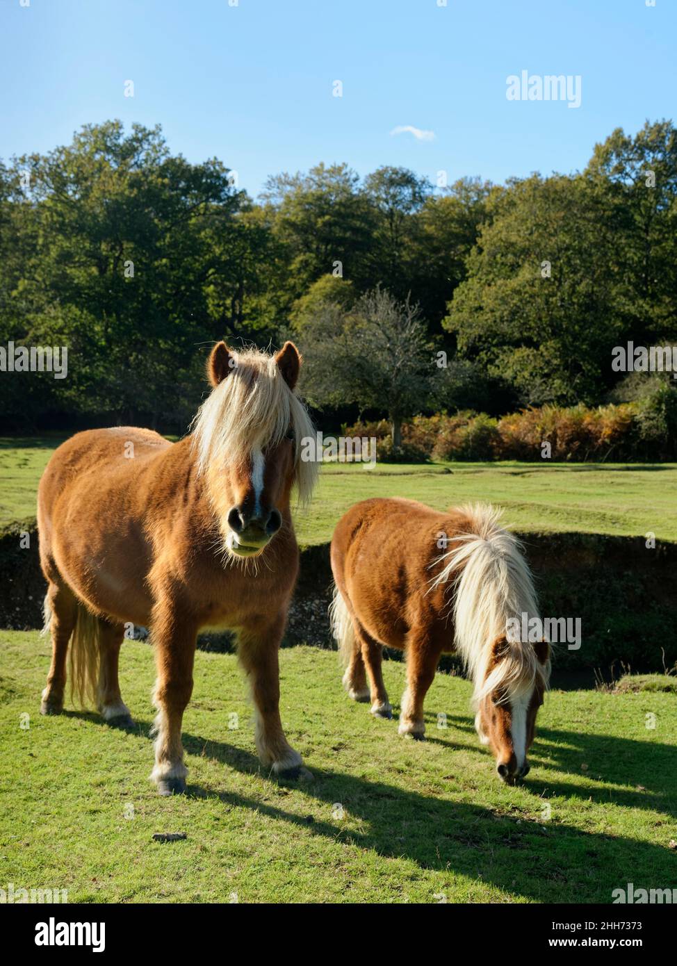 Shetland ponies (Equus caballus) mother and foal grazing grassland beside a stream, Fritham, New Forest, Hampshire, UK, October. Stock Photo
