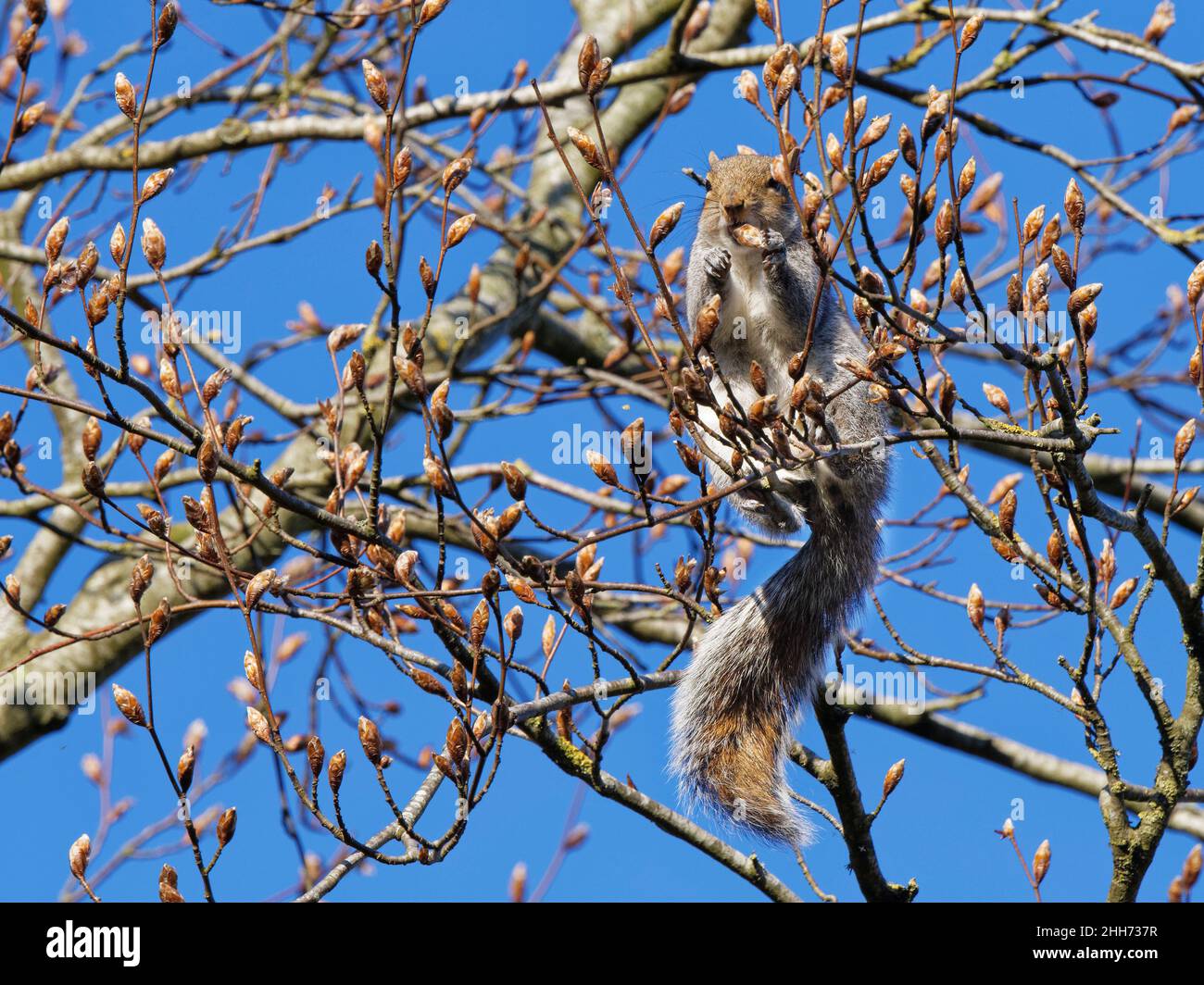 Beech buds hi-res stock photography and images - Alamy