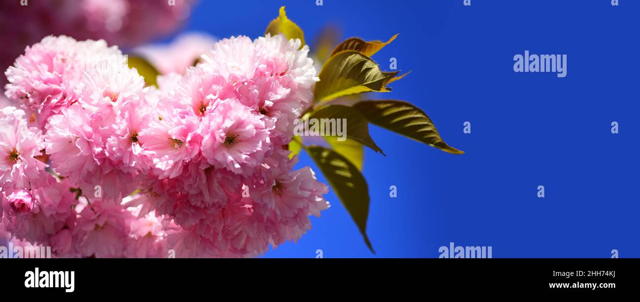 Spring banner, blossom background. Cherry blossom. Spring Background. Beautiful garden flowers. Sacura cherry-tree. Springtime. Spring flowers with Stock Photo