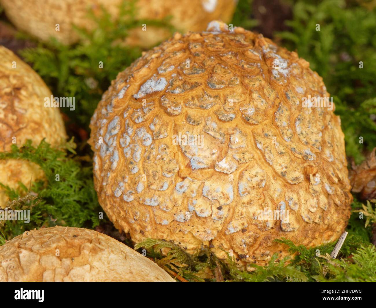 Common earthball / Pigskin poison puffball (Scleroderma citrinum) on mossy woodland floor in Beech woodland, Bolderwood, New Forest, Hampshire,UK. Stock Photo