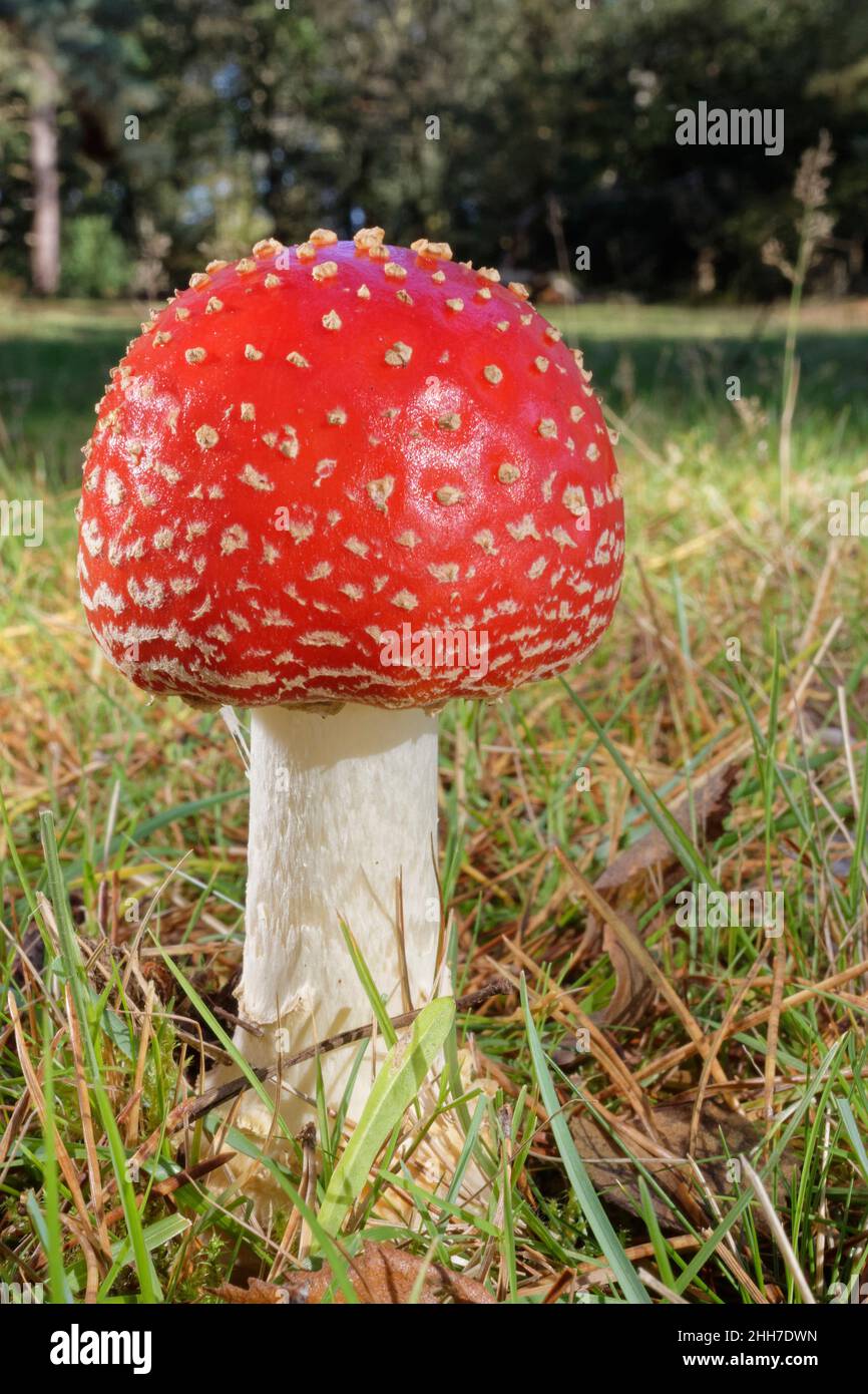 Fly agaric toadstool (Amanita muscaria) growing in grassland in coniferous woodland clearing, Nomansland, New Forest, Hampshire, UK, October. Stock Photo