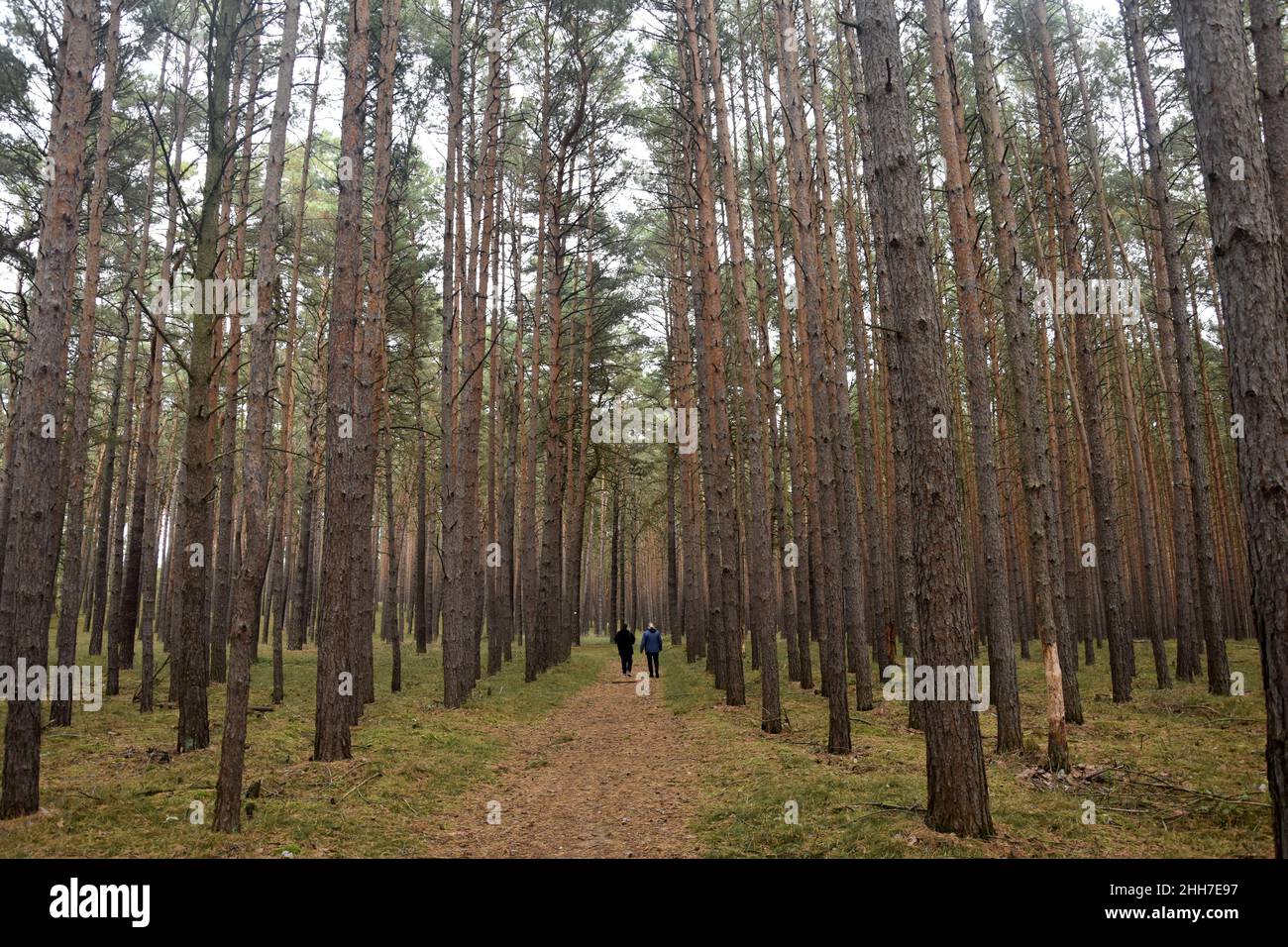 Wald spaziergang hi-res stock photography and images - Alamy