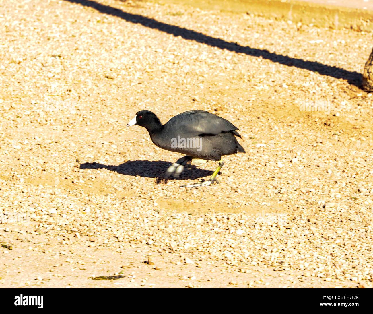 American Coots Stock Photo