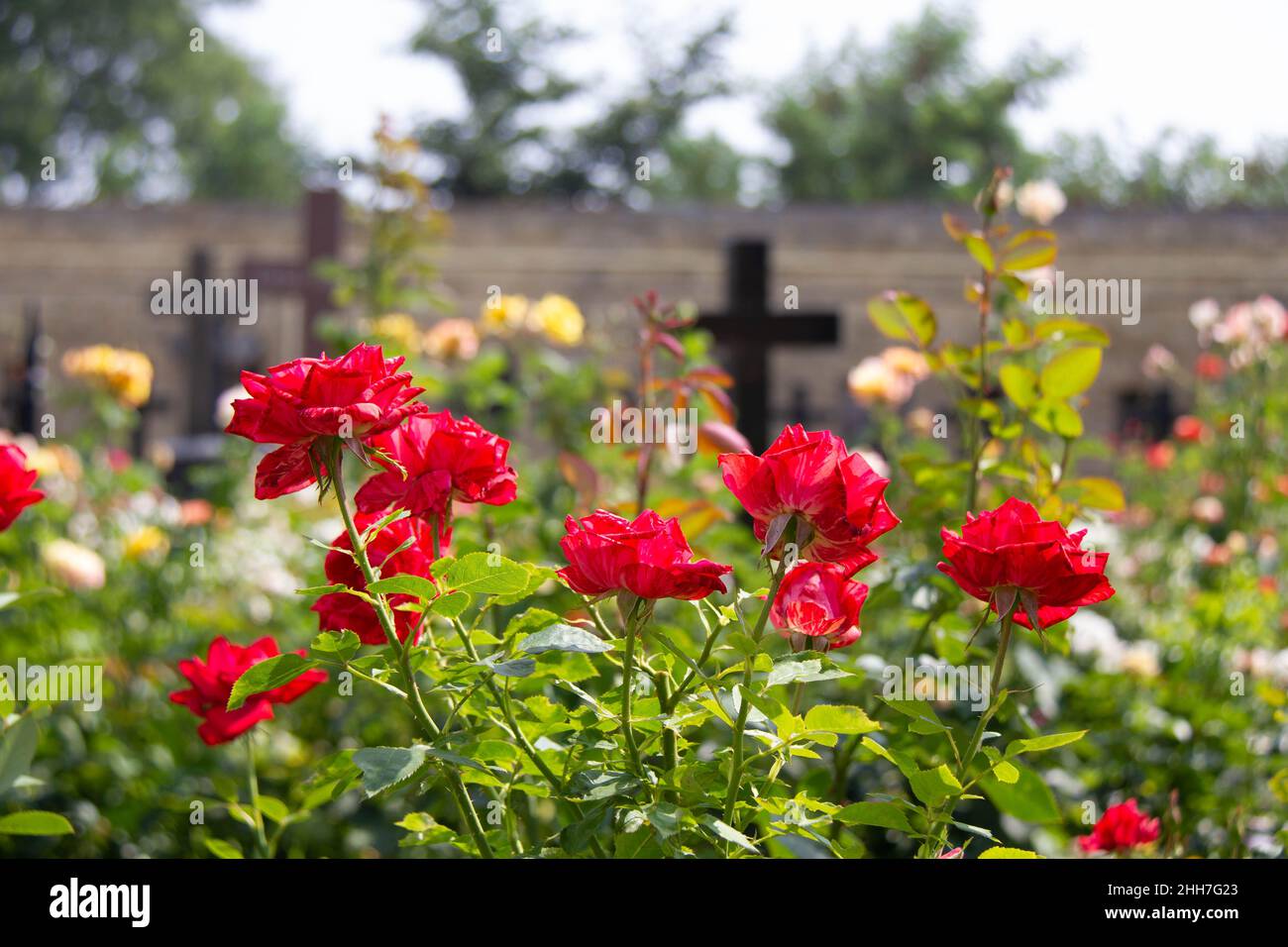Cross in the cemetery. A Catholic cross on the grave against the background of a military monument to the Motherland. Christian grave cross Stock Photo