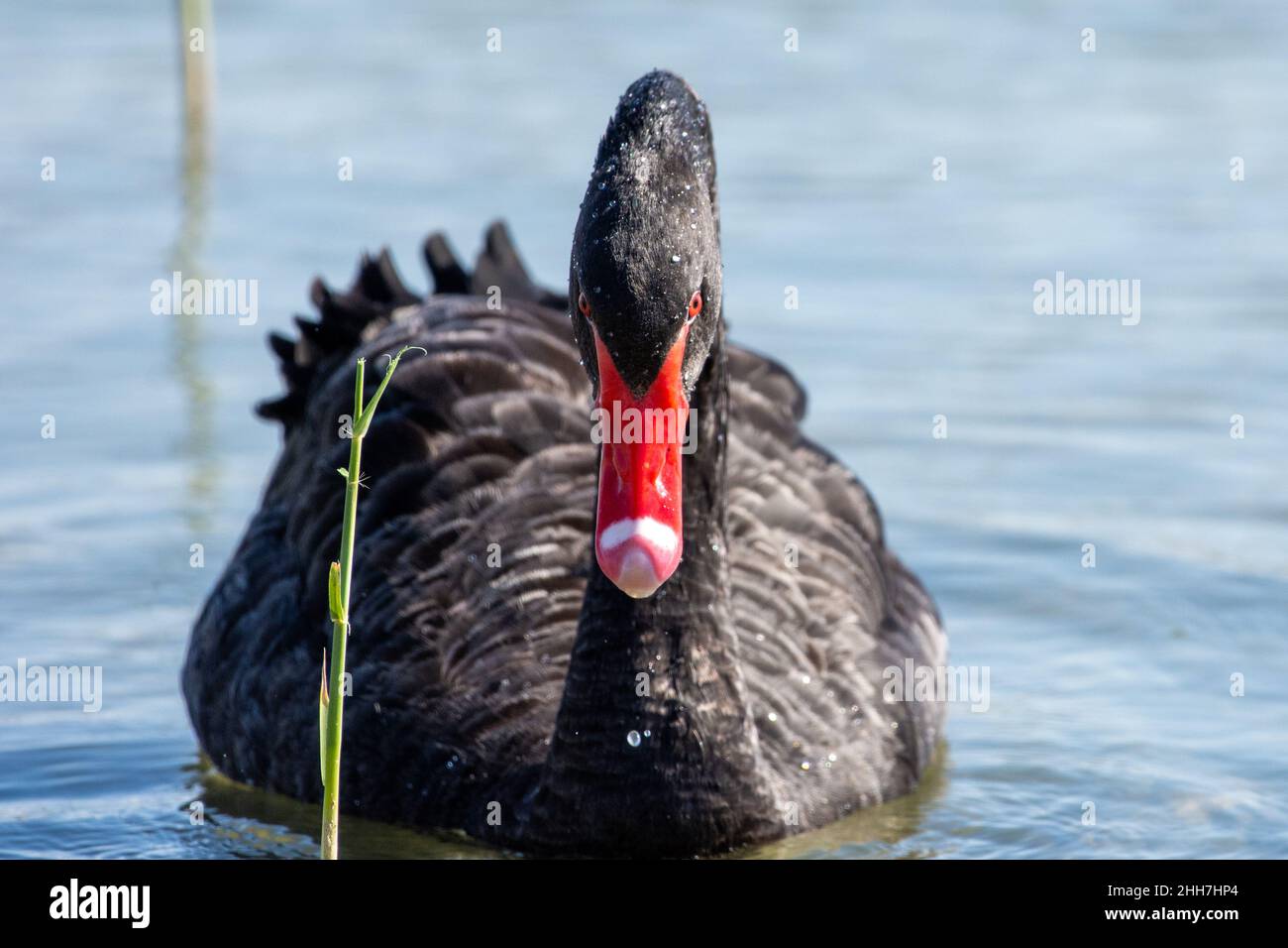 An introduced Black Swan  (Cygnus atratus) swimming in Al Qudra Lake in Dubai, UAE. Stock Photo
