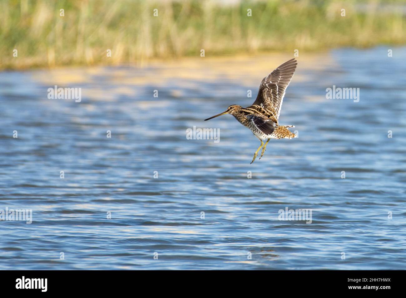 Common snipe (Gallinago gallinago) flying into the water's edge Stock ...