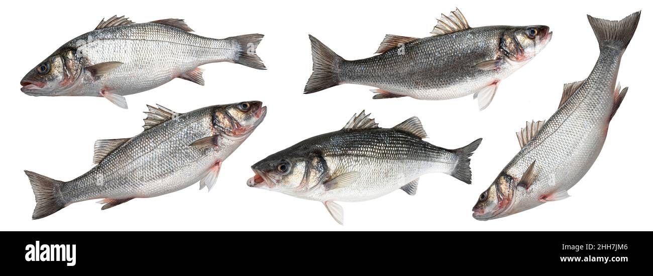 Sea bass fish isolated on white background Stock Photo