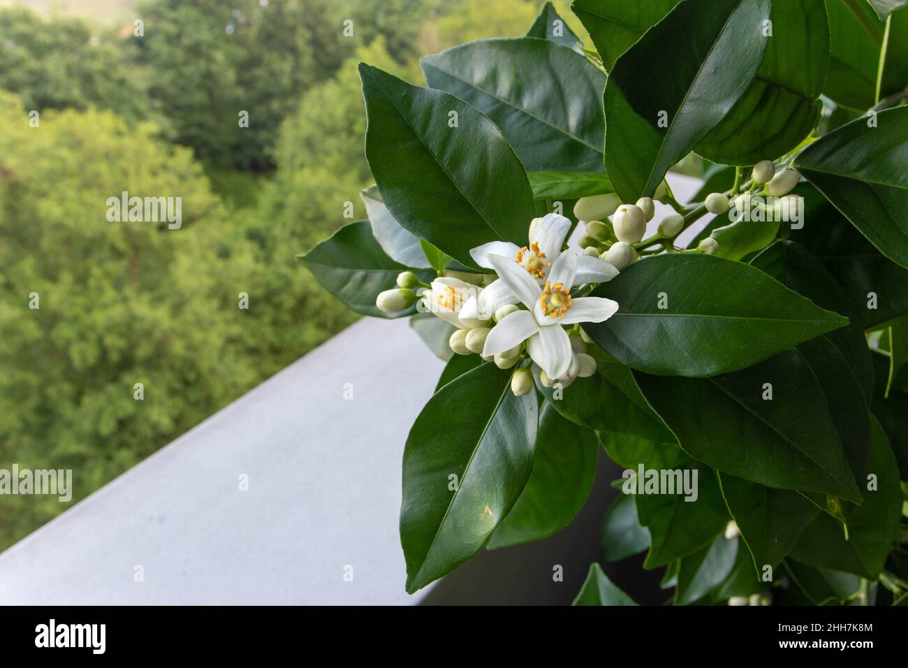 Orange tree houseplant branch with flowers buds nad green glossy leaves . Neroli blossom. Azahar bloom. Stock Photo