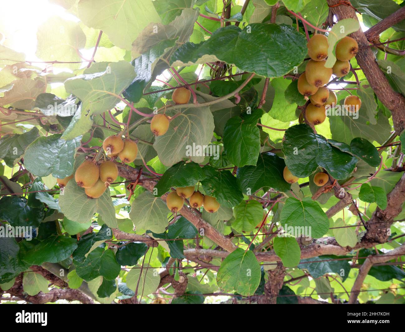 Kiwi or kiwifruit or chinese gooseberry branches with fruits and leaves at the plantation. Actinidia deliciosa. Stock Photo