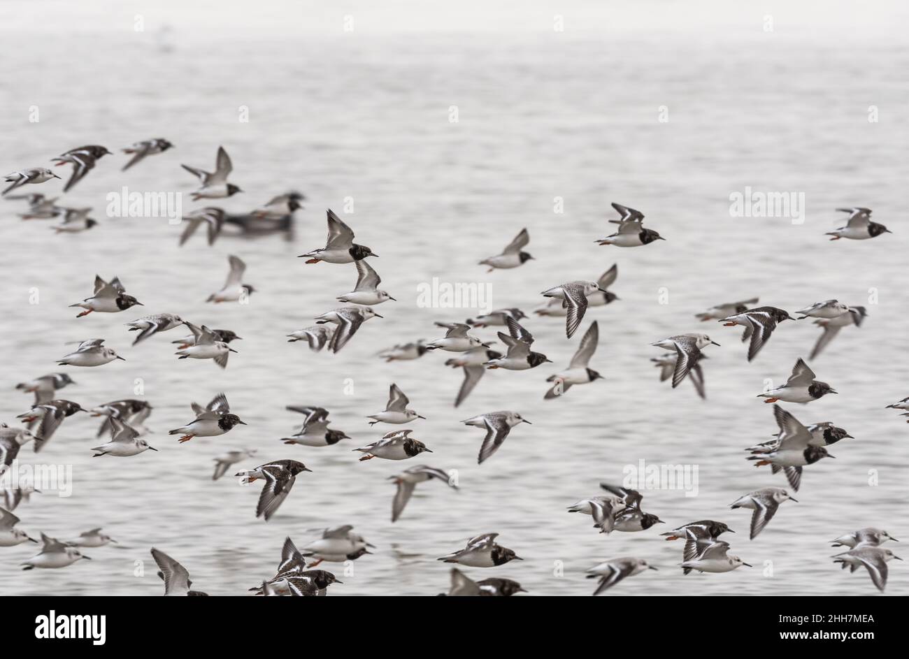 Mixed flock of flying waders (Sanderlings and Turnstones) Stock Photo