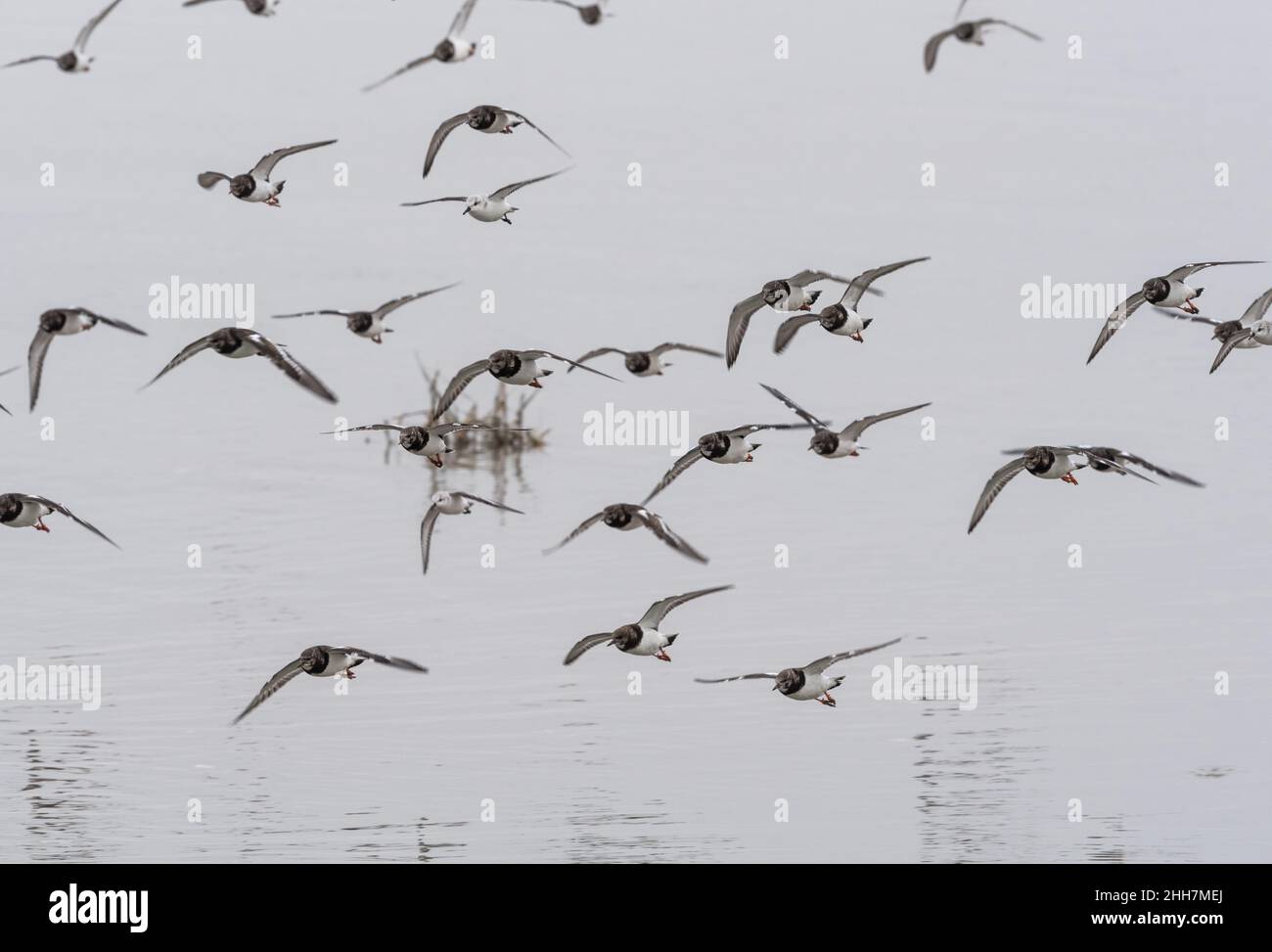 Flying flock of Turnstones (Arenaria interpres) Stock Photo