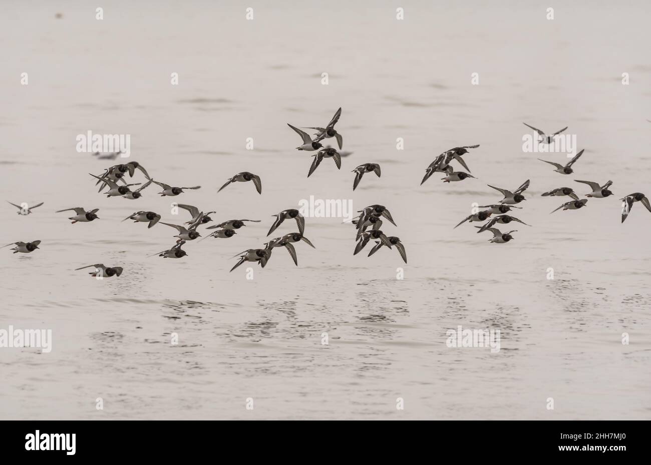 Flying flock of Turnstones (Arenaria interpres) Stock Photo
