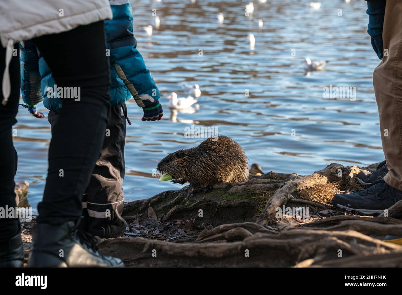 Nutria, with river city habitat near Charles bridge, Vltava, Prague ...