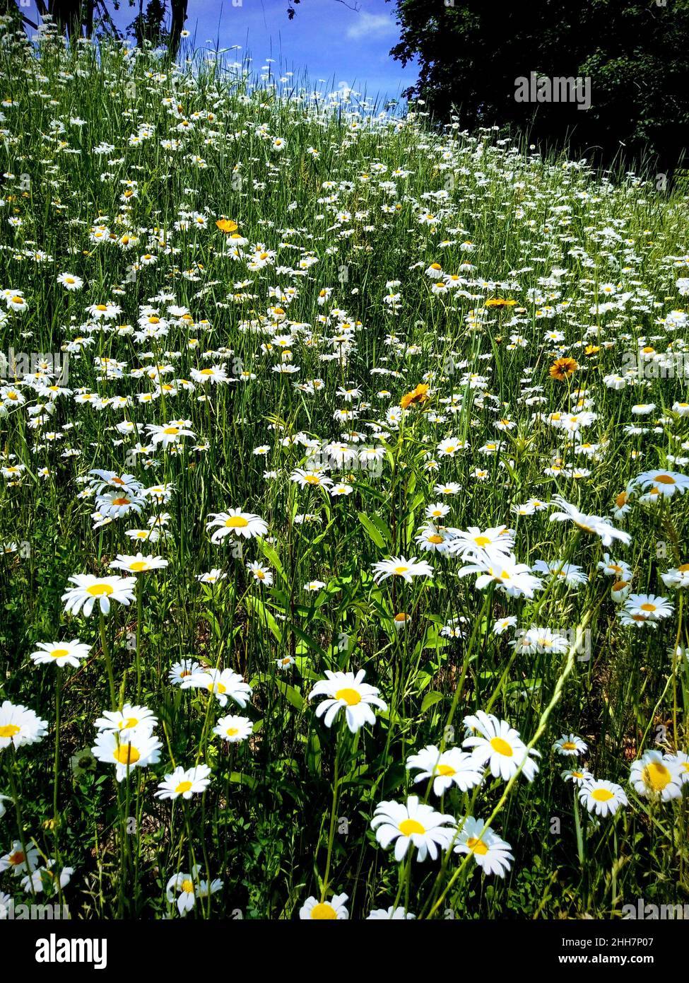 Daisy flower meadow in spring Stock Photo