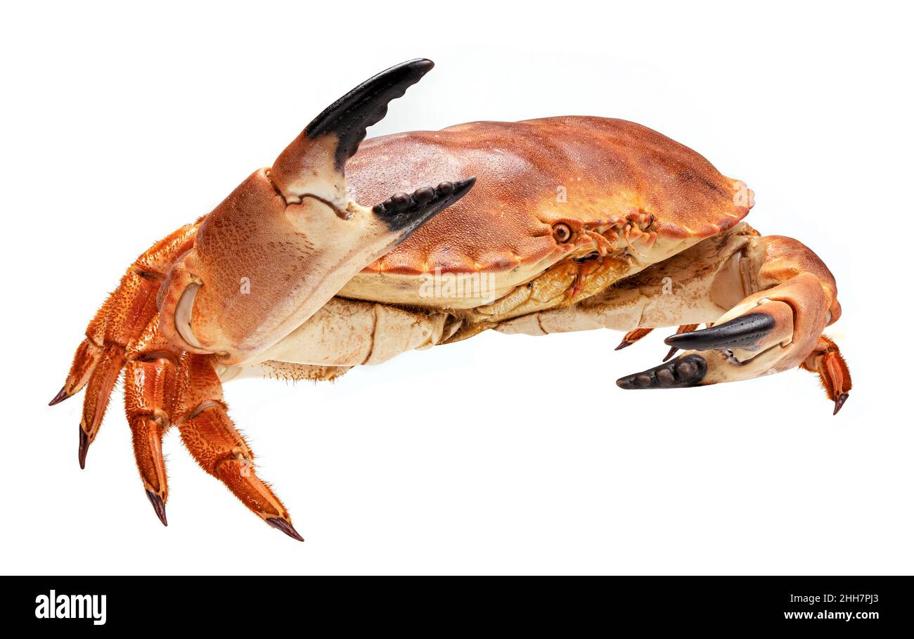 Cooked crab isolated on white background, full depth of field Stock Photo