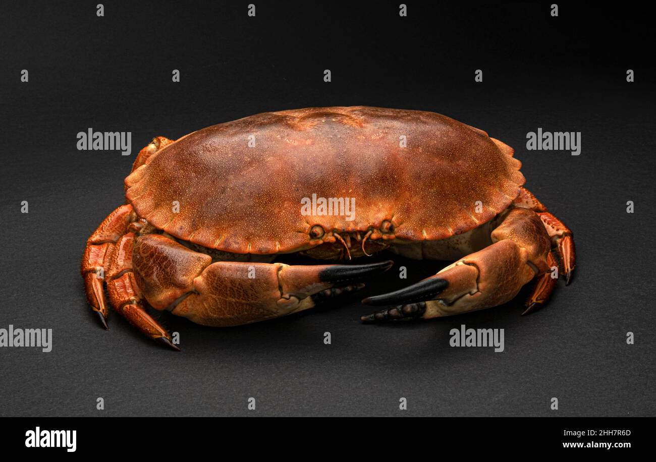 Cooked crab on black background  Stock Photo