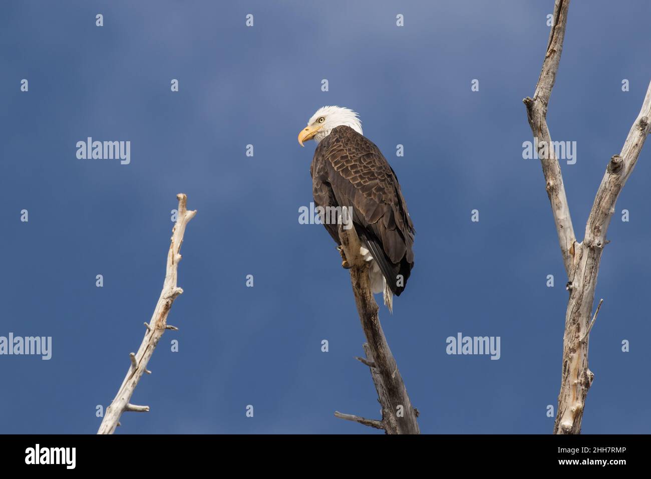 Idaho Bald Eagle Stock Photo Alamy