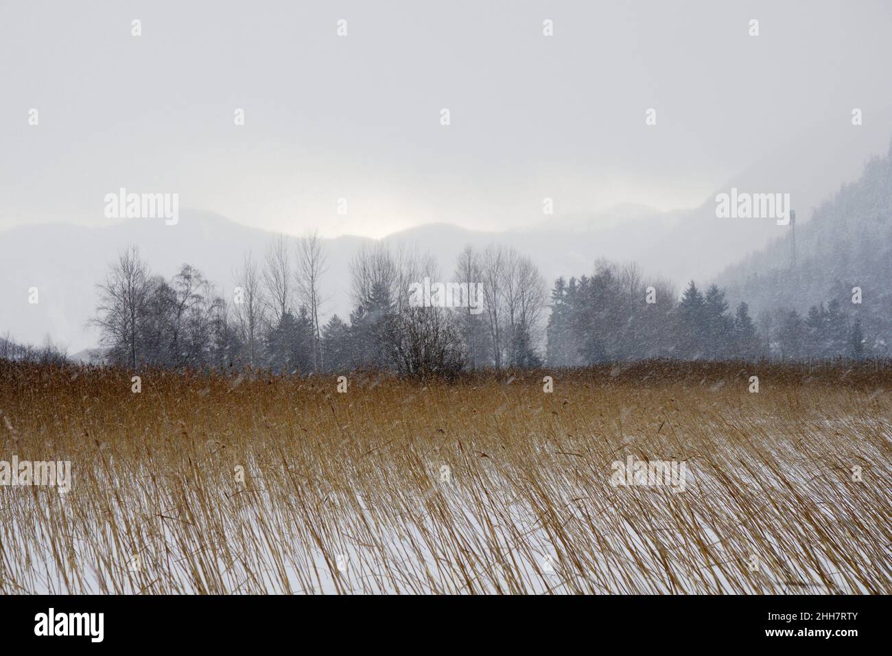 Snow and reed at Lake Achen, Austria Stock Photo