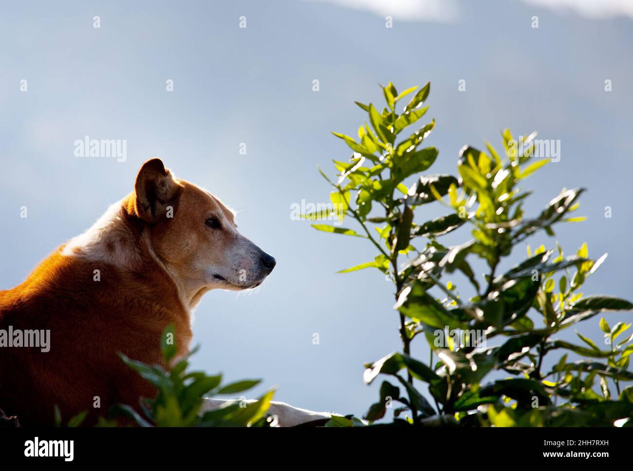 dog in winter forest in snowy background Stock Photo - Alamy